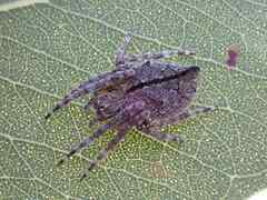 Eriophora