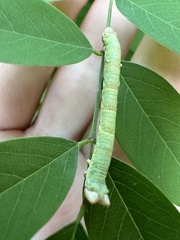 Biston betularia
