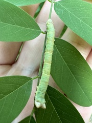 Biston betularia