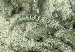 Parapercis australis