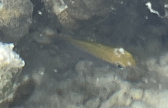 Neoglyphidodon melas