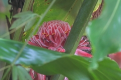 Etlingera