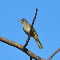 Pycnonotus conradi