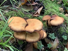 Kuehneromyces