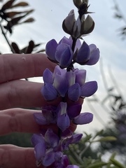 Lupinus albifrons