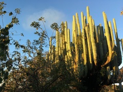 Pachycereus weberi