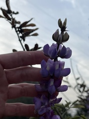 Lupinus albifrons