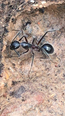 Camponotus intrepidus
