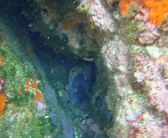 Muraena helena