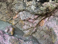 Stichaster australis