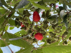 Rubus fraxinifolius