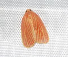Stigmatophora roseivena