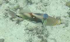 Rhinecanthus aculeatus