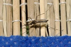 Aedes japonicus