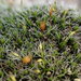 Flat-rock Grimmia - Photo (c) Stefan Gey, some rights reserved (CC BY-NC), uploaded by Stefan Gey