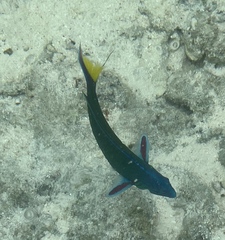 Thalassoma lunare