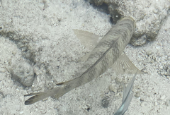 Abudefduf septemfasciatus