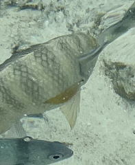 Abudefduf septemfasciatus