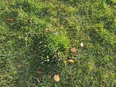 Scorzoneroides autumnalis