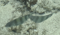 Abudefduf sexfasciatus