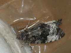 Apotomis sororculana