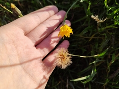 Scorzoneroides autumnalis