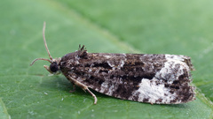 Apotomis sororculana