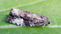 Apotomis sororculana
