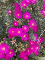 Lampranthus vernalis