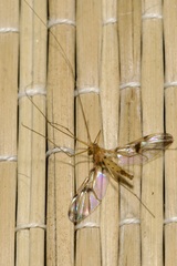 Macrocera phalerata
