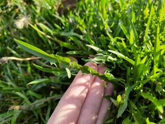 Scorzoneroides autumnalis
