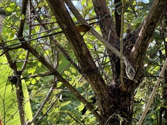 Thelotornis capensis capensis