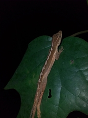 Anolis granuliceps
