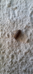 Armadillidium versicolor