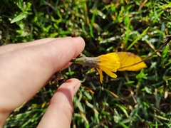 Scorzoneroides autumnalis