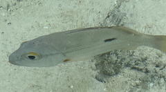 Lutjanus fulviflamma