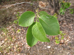Salix caprea