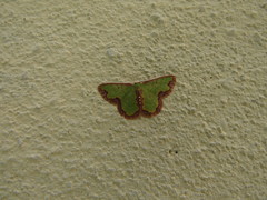 Nemoria lixaria