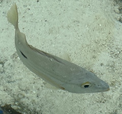 Lutjanus fulviflamma