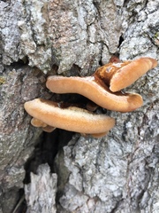 Inonotus quercustris