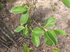 Salix caprea