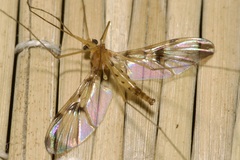 Macrocera phalerata