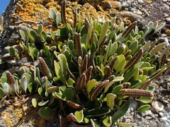 Pyrrosia eleagnifolia