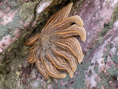 Stichaster australis