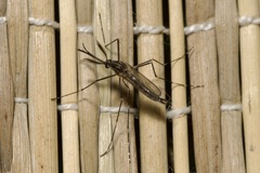 Aedes japonicus