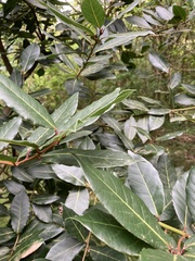 Laurus nobilis