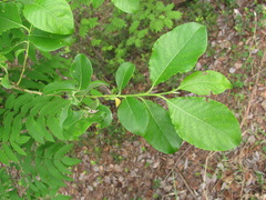 Salix caprea