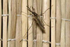 Aedes japonicus