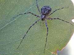 Tamopsis