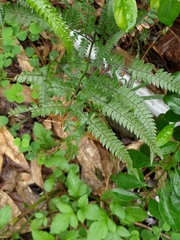 Arachniodes aristata